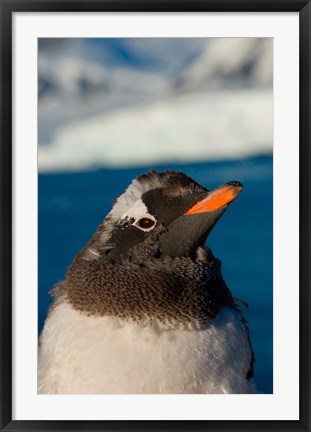 Framed Gentoo penguin chick, Western Antarctic Peninsula Print