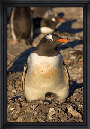 Framed Gentoo penguin, South Shetland Islands, Antarctica Print