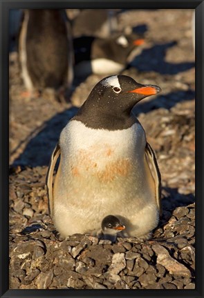 Framed Gentoo penguin, South Shetland Islands, Antarctica Print