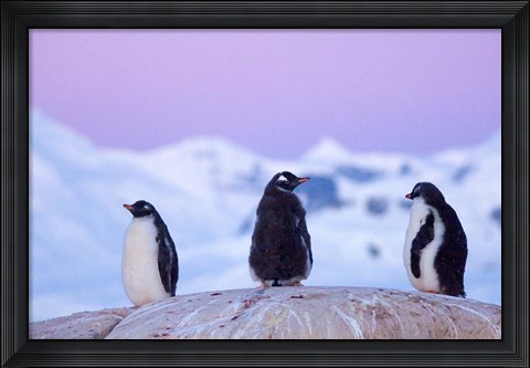 Framed Gentoo penguin, Western Antarctic Peninsula Print