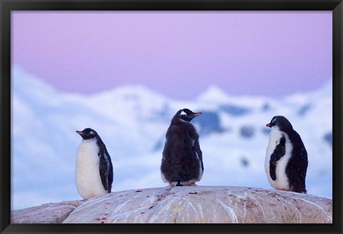 Framed Gentoo penguin, Western Antarctic Peninsula Print