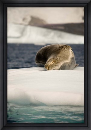 Framed Antarctica. Leopard seal adrift on ice flow. Print