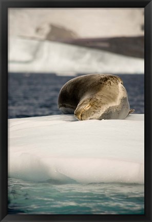 Framed Antarctica. Leopard seal adrift on ice flow. Print