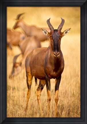 Framed Female topi standing on grassy plain, Masai Mara Game Reserve, Kenya Print
