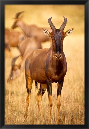 Framed Female topi standing on grassy plain, Masai Mara Game Reserve, Kenya Print