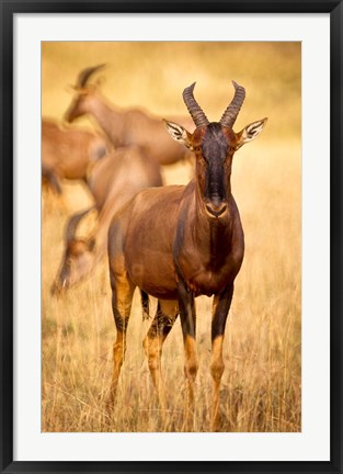 Framed Female topi standing on grassy plain, Masai Mara Game Reserve, Kenya Print