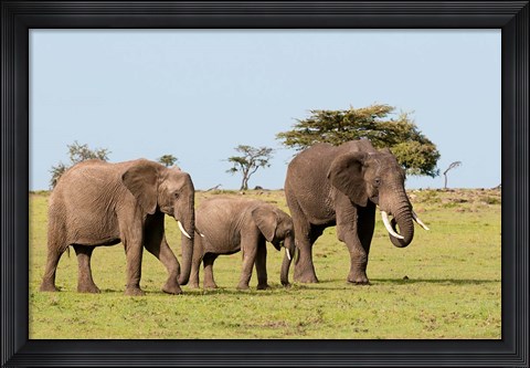 Framed Three African Elephants, Maasai Mara, Kenya Print