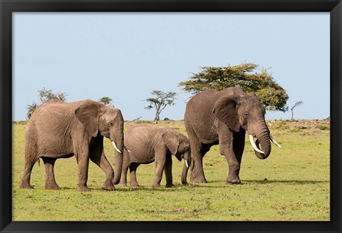 Framed Three African Elephants, Maasai Mara, Kenya Print