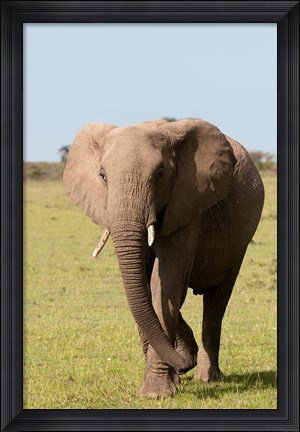 Framed African Elephant, Maasai Mara, Kenya Print