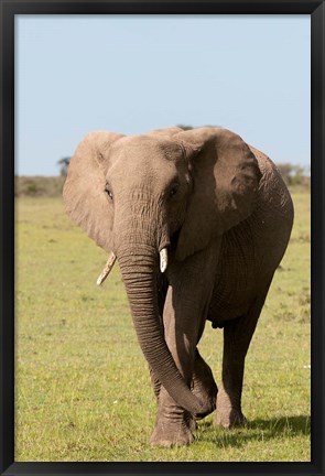 Framed African Elephant, Maasai Mara, Kenya Print