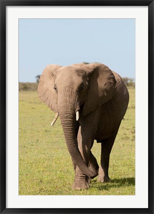 Framed African Elephant, Maasai Mara, Kenya Print