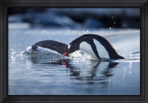 Framed Antarctica, Anvers Island, Gentoo Penguins diving into water. Print