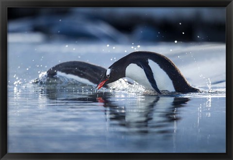 Framed Antarctica, Anvers Island, Gentoo Penguins diving into water. Print