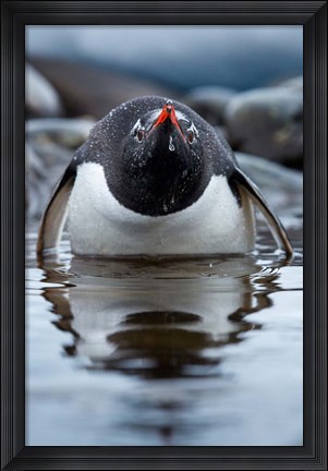 Framed Antarctica, Cuverville Island, Gentoo Penguin in a shallow lagoon. Print