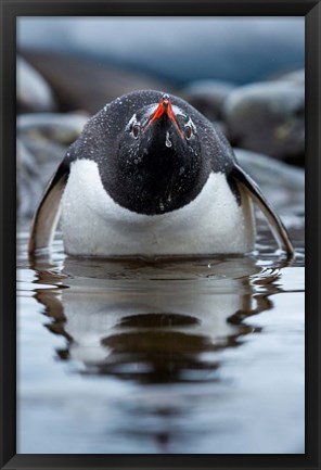 Framed Antarctica, Cuverville Island, Gentoo Penguin in a shallow lagoon. Print