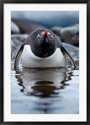 Framed Antarctica, Cuverville Island, Gentoo Penguin in a shallow lagoon. Print