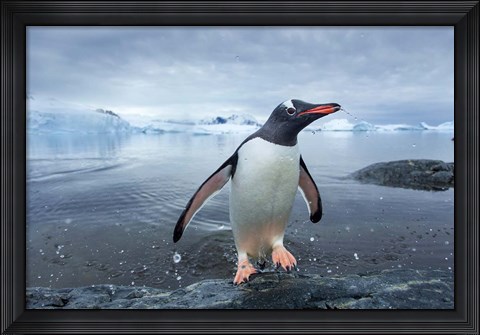Framed Antarctica, Cuverville Island, Gentoo Penguin leaping onto shore. Print