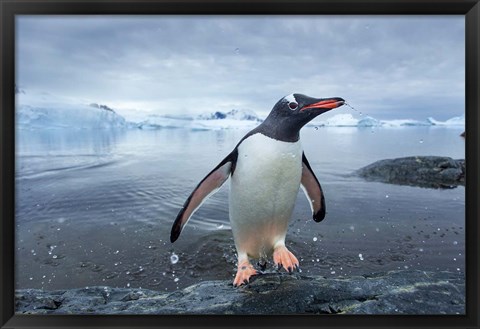 Framed Antarctica, Cuverville Island, Gentoo Penguin leaping onto shore. Print