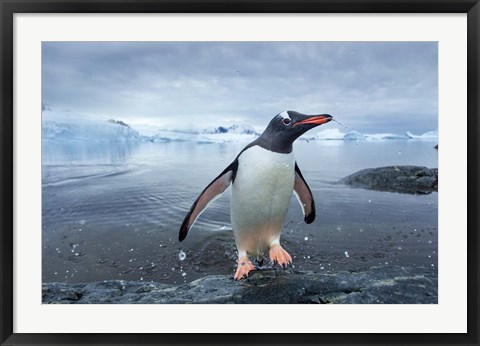 Framed Antarctica, Cuverville Island, Gentoo Penguin leaping onto shore. Print