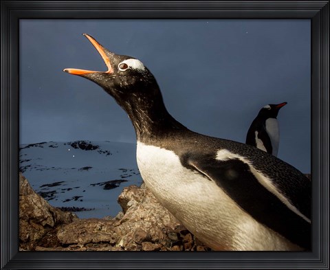 Framed Antarctica, Cuverville Island, Portrait of Gentoo Penguin nesting. Print