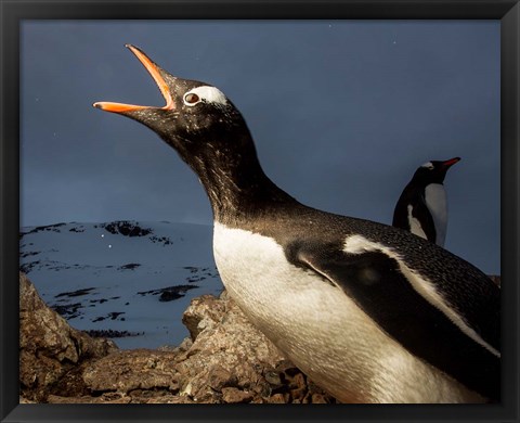 Framed Antarctica, Cuverville Island, Portrait of Gentoo Penguin nesting. Print