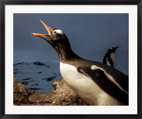 Framed Antarctica, Cuverville Island, Portrait of Gentoo Penguin nesting. Print