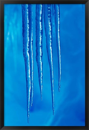 Framed Antarctica, Icicles hanging from the roof of a glacial ice cave. Print