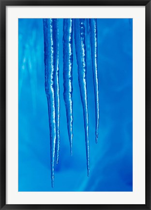 Framed Antarctica, Icicles hanging from the roof of a glacial ice cave. Print