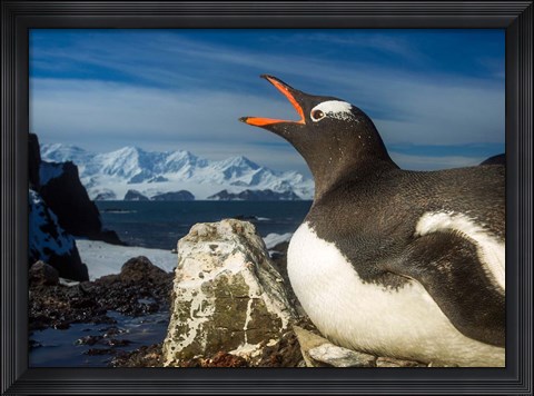 Framed Antarctica, Livingstone Island, Flash portrait of Gentoo Penguin. Print