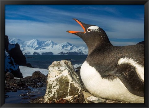 Framed Antarctica, Livingstone Island, Flash portrait of Gentoo Penguin. Print