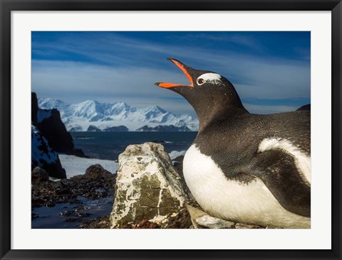 Framed Antarctica, Livingstone Island, Flash portrait of Gentoo Penguin. Print