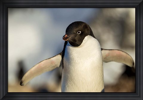 Framed Adelie Penguin portrait, Antarctica Print