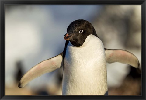 Framed Adelie Penguin portrait, Antarctica Print