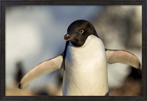 Framed Adelie Penguin portrait, Antarctica Print