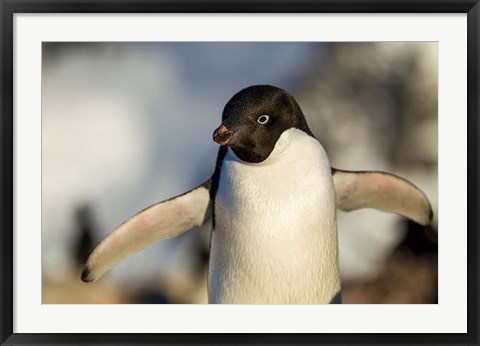 Framed Adelie Penguin portrait, Antarctica Print