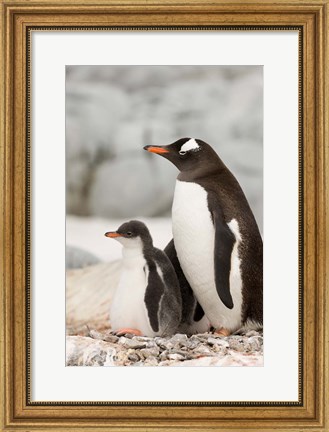 Framed Antarctica, Petermann Island, Gentoo Penguins Print