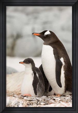 Framed Antarctica, Petermann Island, Gentoo Penguins Print