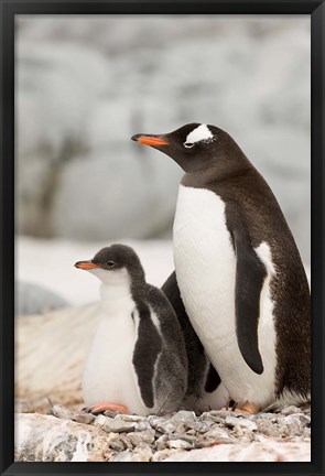 Framed Antarctica, Petermann Island, Gentoo Penguins Print