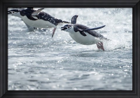 Framed Antarctica, South Shetland Islands, Chinstrap Penguins swimming. Print