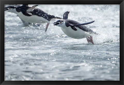 Framed Antarctica, South Shetland Islands, Chinstrap Penguins swimming. Print