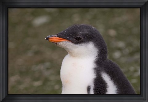Framed Antarctica, South Shetlands Islands, Gentoo Penguin Print