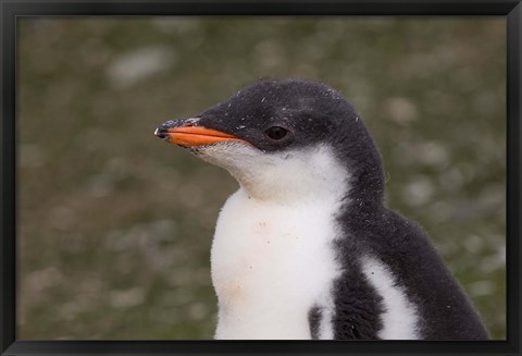 Framed Antarctica, South Shetlands Islands, Gentoo Penguin Print