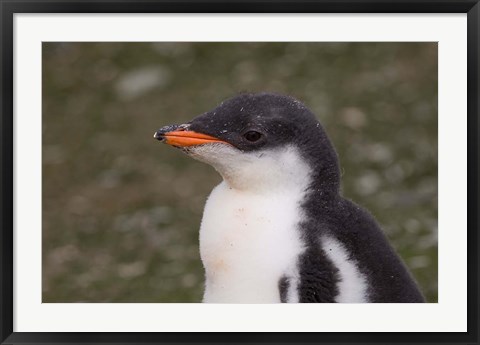 Framed Antarctica, South Shetlands Islands, Gentoo Penguin Print