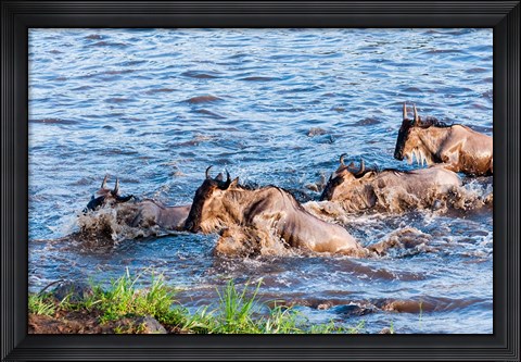 Framed Blue wildebeest crossing the Mara River, Maasai Mara, Kenya Print