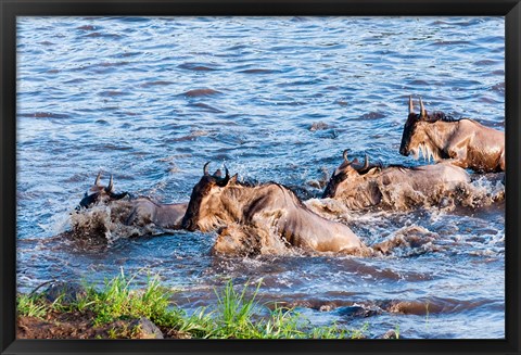 Framed Blue wildebeest crossing the Mara River, Maasai Mara, Kenya Print