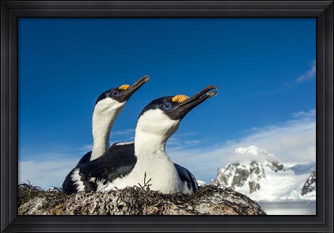 Framed Blue-eyed Shags, Antarctica. Print