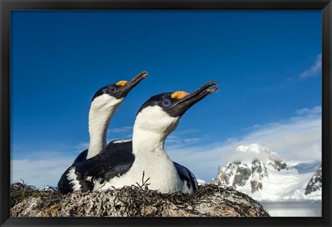 Framed Blue-eyed Shags, Antarctica. Print