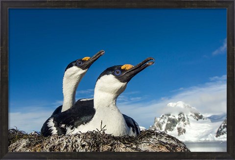 Framed Blue-eyed Shags, Antarctica. Print