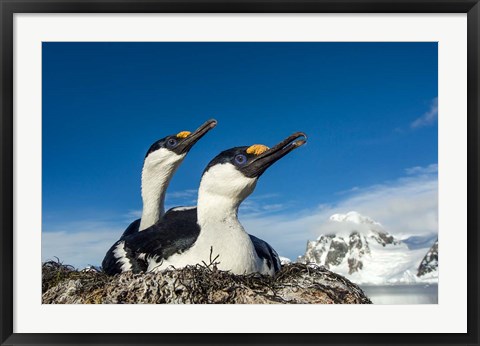 Framed Blue-eyed Shags, Antarctica. Print