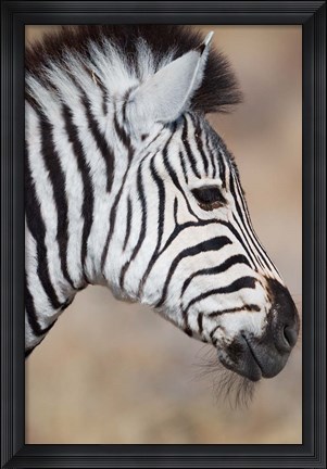 Framed Burchell&#39;s Zebra, Etosha National Park, Namibia Print